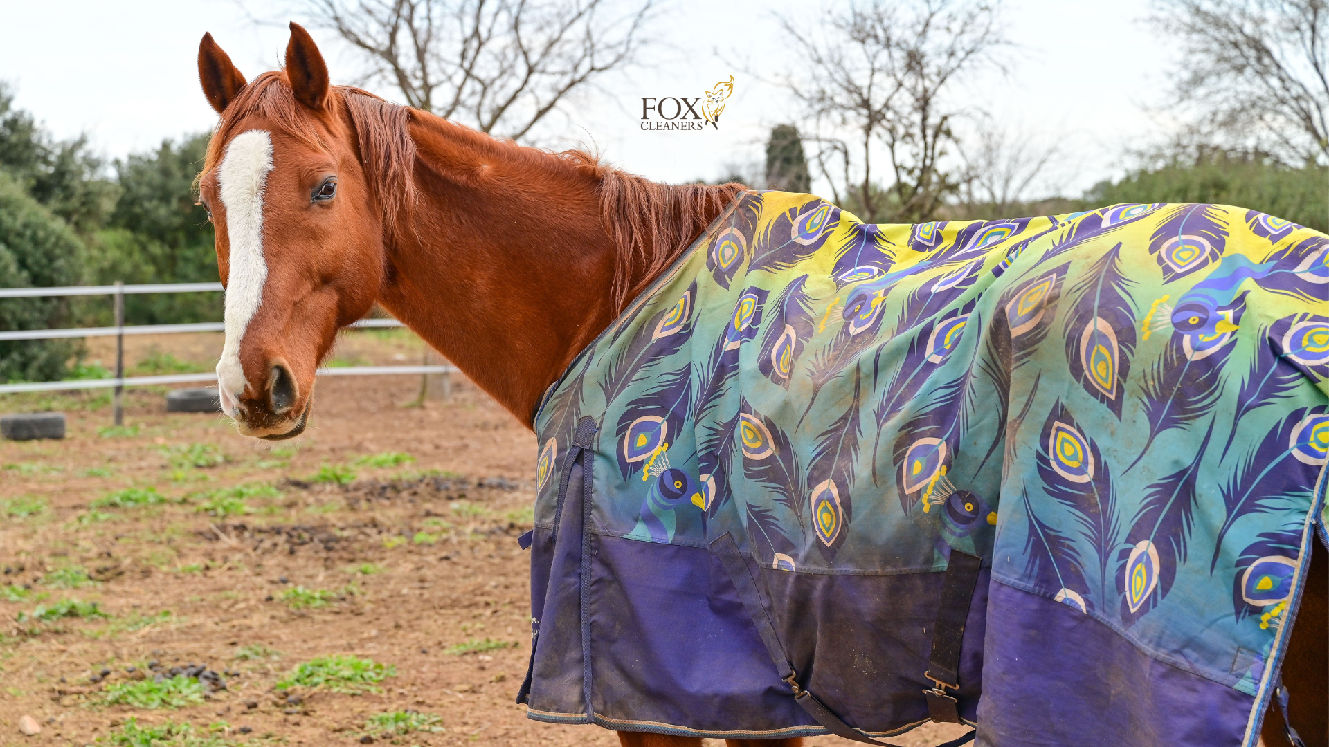 horse blanket cleaning